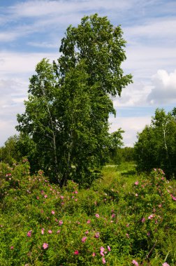 Yalnız bir huş ağacı bir arka plan üzerinde yabani gül çiçek