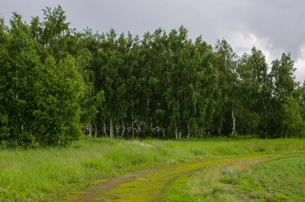 Toprak yol huş ağacı orman boyunca