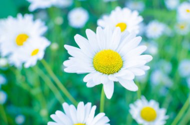 yeşil çayır üzerinde papatya çiçeği