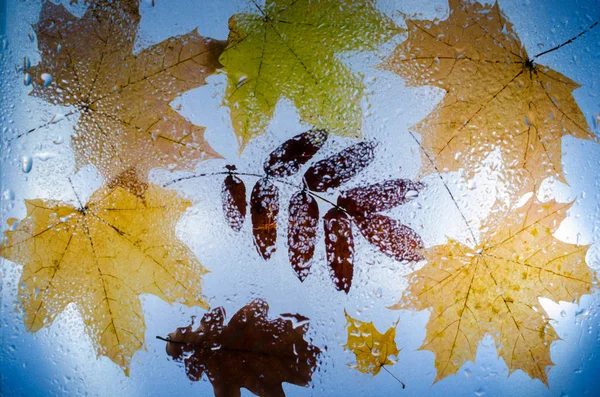 Autunno foglie cadute di acero, quercia e Rowan — Foto Stock