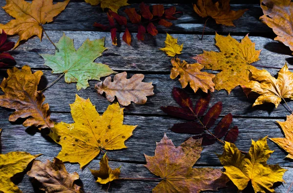 Caído otoño de arce, roble y altísimas hojas de fresno de montaña en el suelo de madera viejo —  Fotos de Stock