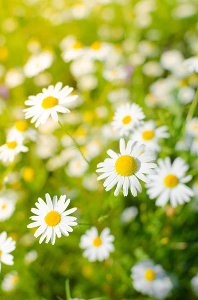 Papatya çiçek çayır