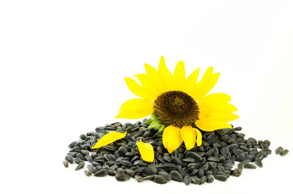 Sunflower oil and sunflower seeds — Stock Photo, Image