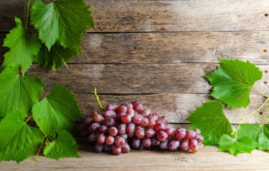 Asma ve yeşil yaprakları eski kurulları bir arka plan üzerinde aittir