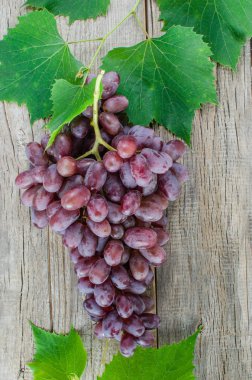 Asma ve yeşil yaprakları eski kurulları bir arka plan üzerinde aittir