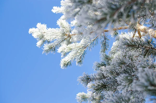 Ramos de pinheiro cobertos de neve em um dia ensolarado — Fotografia de Stock