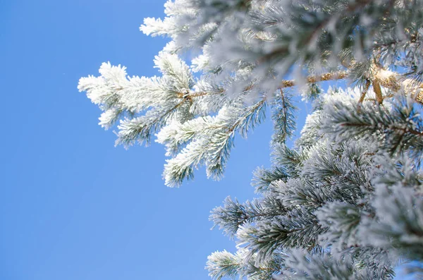 Dennen takken bedekt met sneeuw op een zonnige dag — Stockfoto