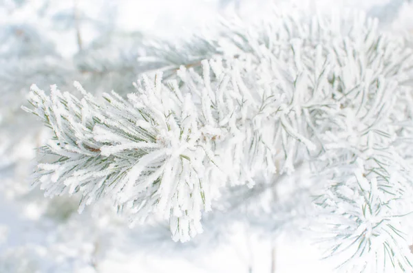 Κλαδιά πεύκου καλυμμένα με χιόνι μια ηλιόλουστη μέρα — Φωτογραφία Αρχείου