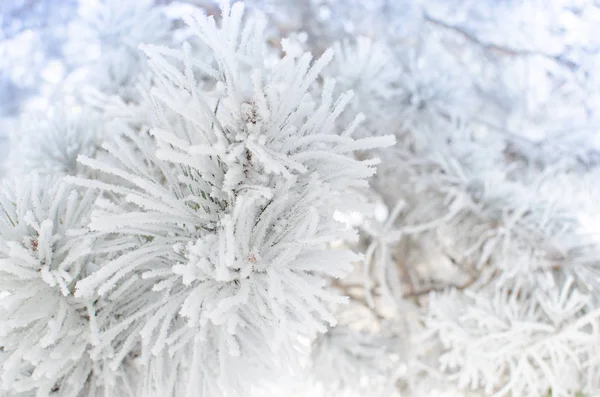 Kiefernzweige mit Schnee bedeckt an einem sonnigen Tag — Stockfoto