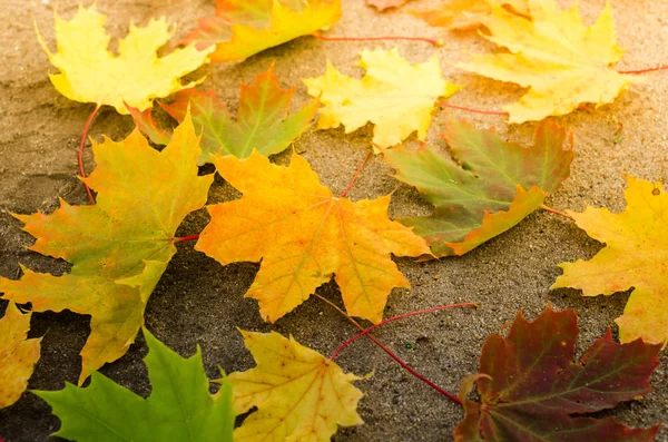 Gele esdoorn bladeren in de zon — Stockfoto