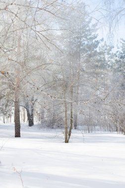Güneş ışınları ve düşen kar kış huş ağacı ve çam ormanı