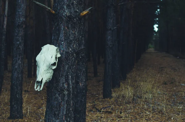 O crânio do cavalo pendurado numa árvore numa floresta — Fotografia de Stock