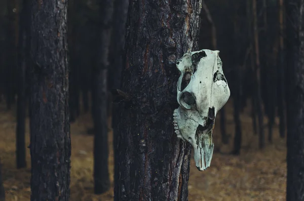 Le crâne de cheval accroché à un arbre dans une forêt — Photo