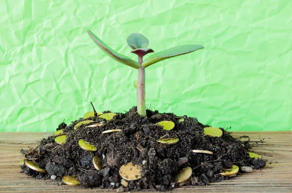 Денежное дерево выросло из земли с монетами на зеленом фоне — стоковое фото