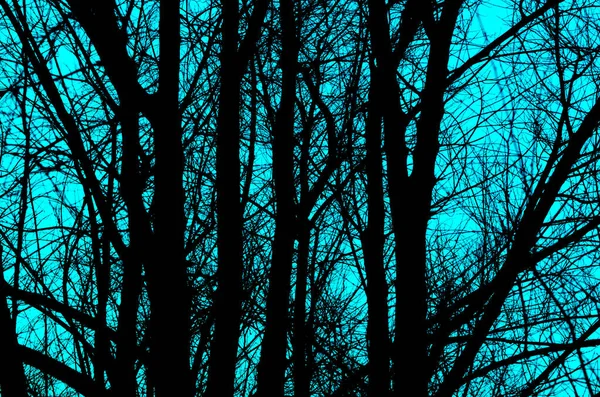 नीले पृष्ठभूमि पर वृक्षों का काला सिल्हूट। अवशोषण और पृष्ठभूमि . — स्टॉक फ़ोटो, इमेज