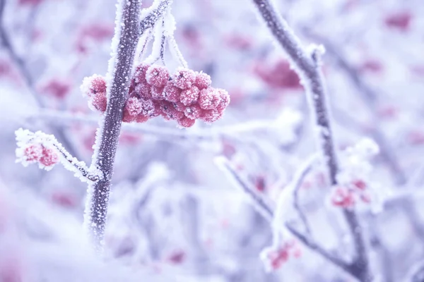 Fjällaska är täckt med frost efter tung dimma och frost. — Stockfoto
