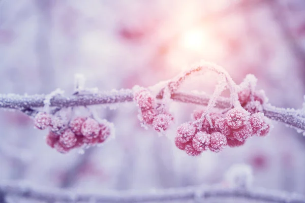 Fjällaska är täckt med frost efter tung dimma och frost med solnedgång. — Stockfoto