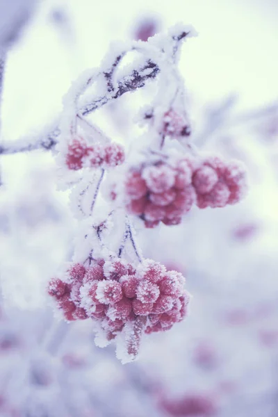 Fjällaska är täckt med frost efter tung dimma och frost. — Stockfoto