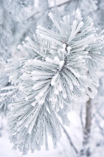 Οι πευκοβελόνες καλύπτονται με χιόνι μετά από έντονη ομίχλη και παγετό. — Φωτογραφία Αρχείου