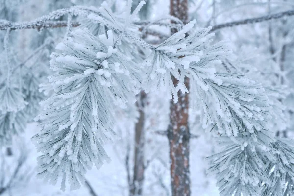 Agulhas de pinheiro são cobertas com neve após nevoeiro pesado e geada . — Fotografia de Stock