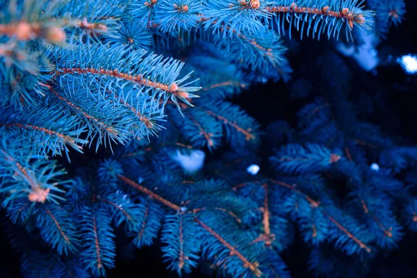 Tło jasnoniebieskich gałęzi niebieskiej sosny w zimie. — Zdjęcie stockowe