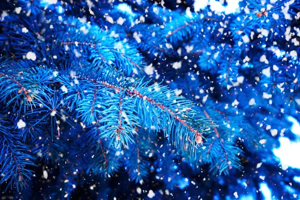 Kışın karlı havada mavi çam dallarının arka planı. — Stok fotoğraf