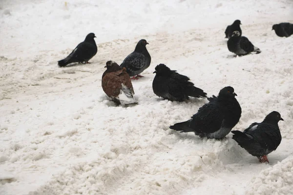 Piccioni congelati siedono nella neve macchiata di sale . — Foto Stock