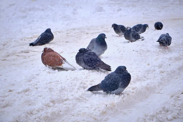Frozen pigeons sit in the salt stained snow. — Stock Photo, Image