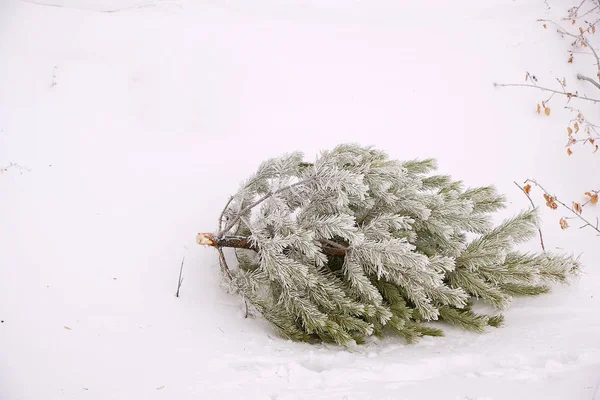 Afgedankte kerstboom in de prullenbak na de vakantie. — Stockfoto