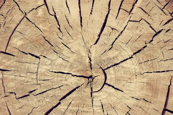 背景，砍倒的树，锯成的树干的环状. — 图库照片