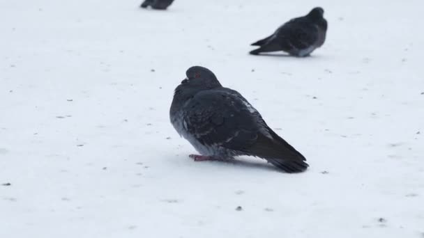 在冬天 成群的鸽子坐在寒冷的雪地上冻僵了 — 图库视频影像