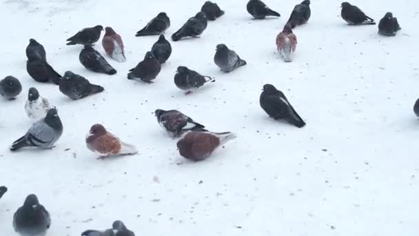 Rebanho Pombos Congela Inverno Sentado Neve Fria — Vídeo de Stock