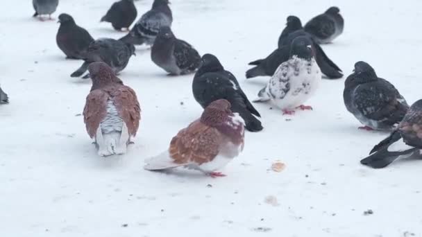 Стая Голубей Замерзает Зимой Сидя Холодном Снегу — стоковое видео