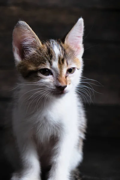 Krásné bílé šedé koťátko. Pomozte zvířatům. — Stock fotografie
