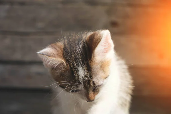 Sleeping small, beautiful gray and white kitten. — 스톡 사진