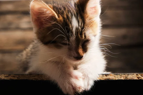 Spící malé, krásné šedobílé kotě. — Stock fotografie