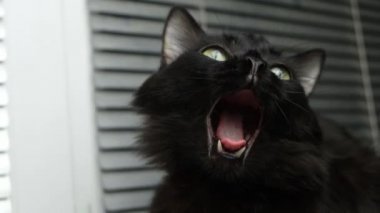 Kara kedi esniyor, ağzını ardına kadar açıyor..