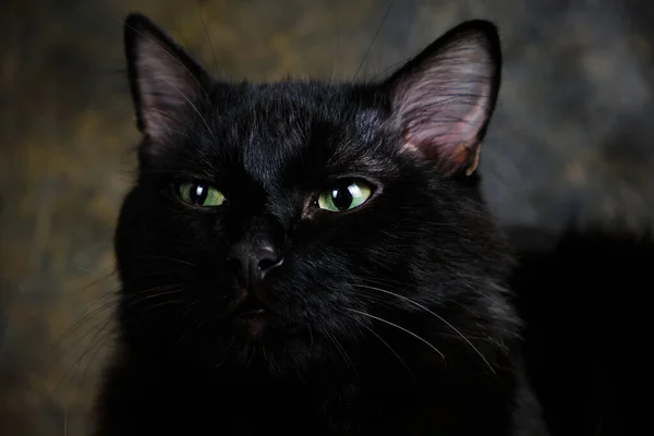 Черный Кот Зелеными Глазами Старый Фон Стены — стоковое фото