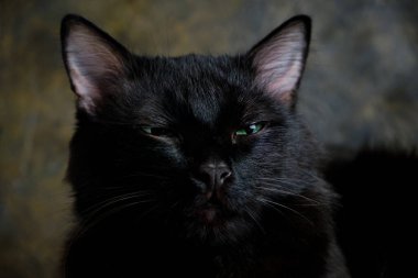 Kapalı gözlü kara bir kedinin ağzı, kapat