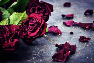 Bouquet of faded red roses with dead petals on the floor clipart