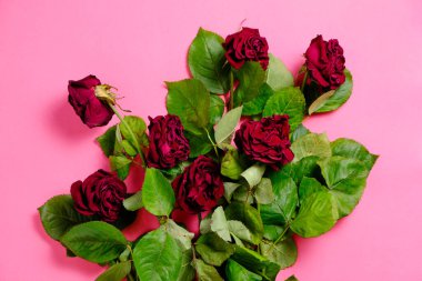 Bouquet of red wilted roses on a pink background clipart