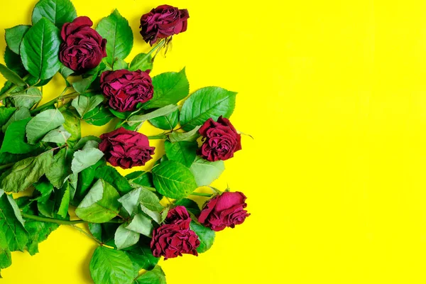 Bouquet of red wilted roses on a yellow background