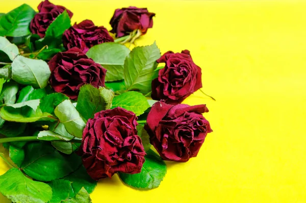Букет Красных Увядших Роз Желтом Фоне — стоковое фото