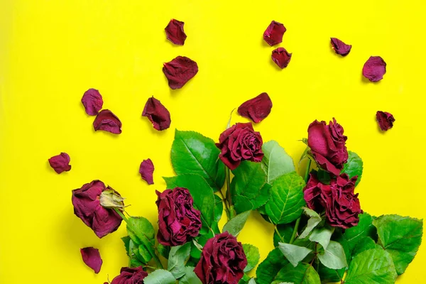 Buquê Rosas Vermelhas Murchas Fundo Amarelo — Fotografia de Stock