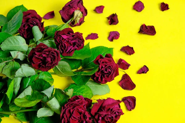 Buquê Rosas Vermelhas Murchas Fundo Amarelo — Fotografia de Stock