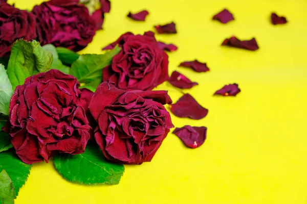 Букет Красных Увядших Роз Желтом Фоне — стоковое фото
