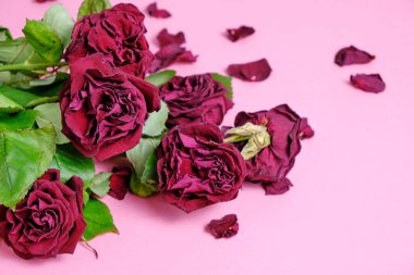 Bouquet of red wilted roses on a pink background clipart