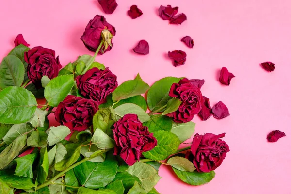 Buquê Rosas Vermelhas Murchas Fundo Rosa — Fotografia de Stock
