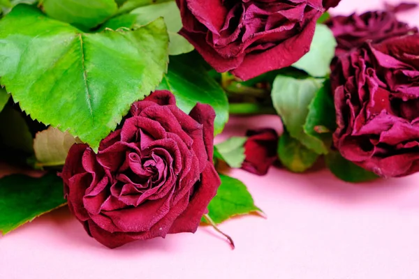 Bouquet of red wilted roses on a pink background