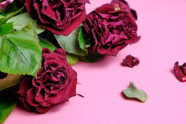 Bouquet of red wilted roses on a pink background